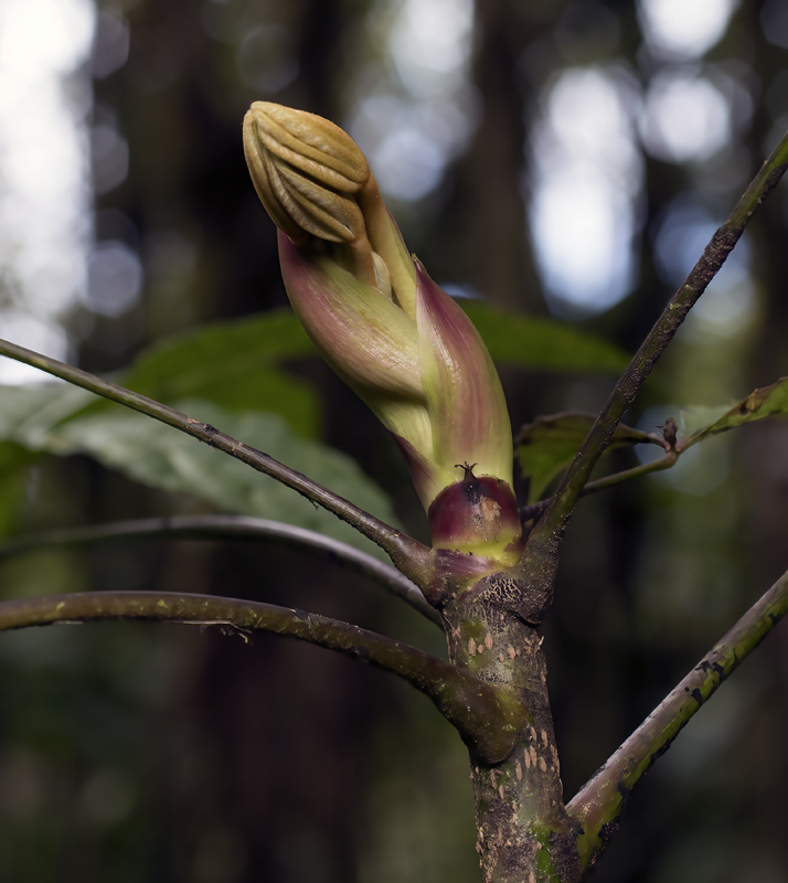 Monteverde_17_Costa_Rica_072