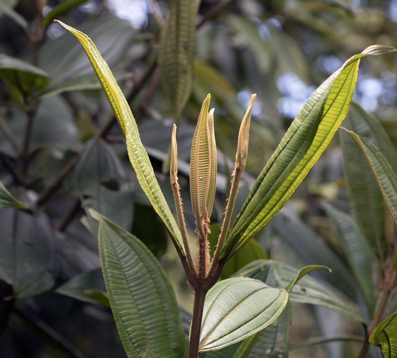 Monteverde_17_Costa_Rica_077