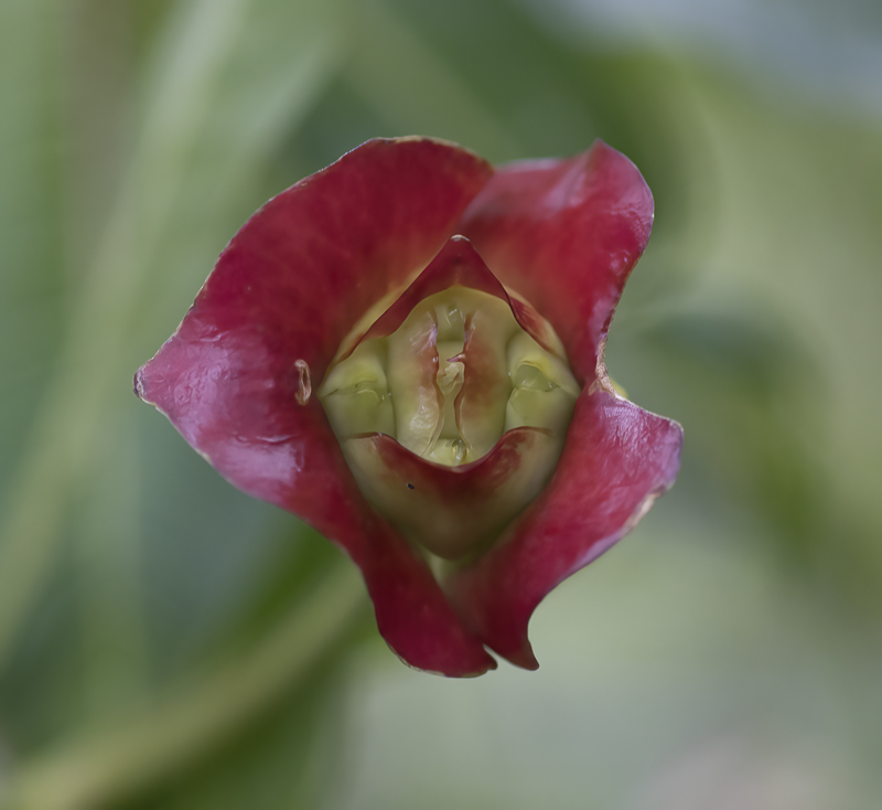 Monteverde_17_Costa_Rica_079