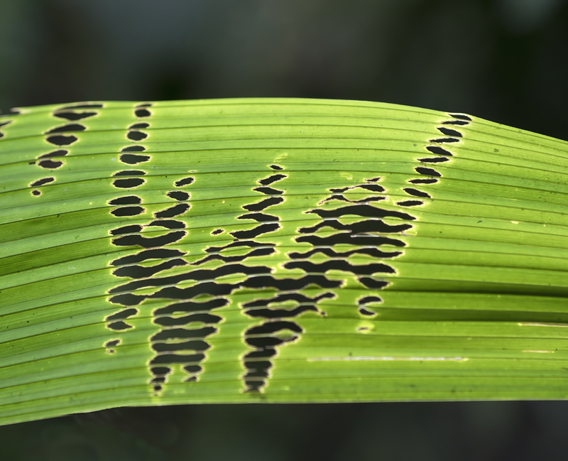 Monteverde_17_Costa_Rica_093