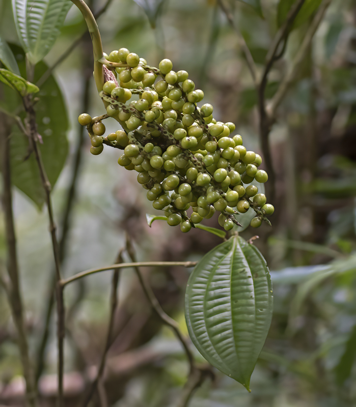 Monteverde_17_Costa_Rica_096