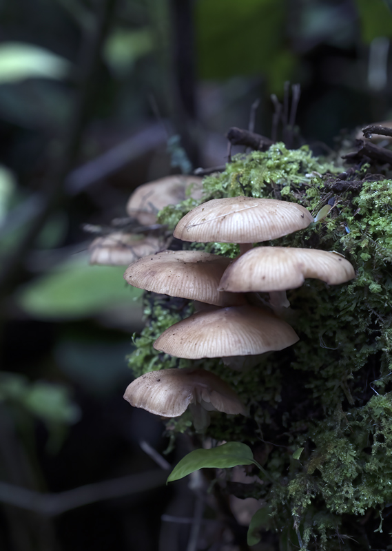 Monteverde_17_Costa_Rica_101