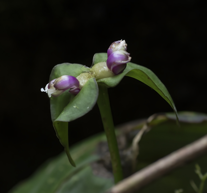 Monteverde_17_Costa_Rica_103