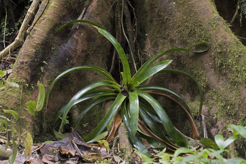 Monteverde_17_Costa_Rica_109