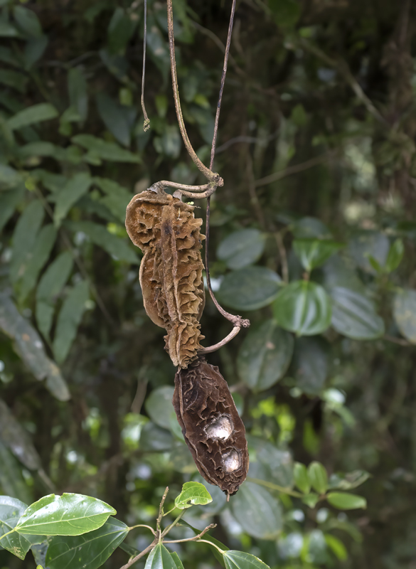 Monteverde_17_Costa_Rica_115