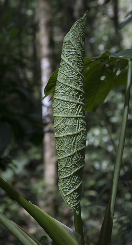 Monteverde_17_Costa_Rica_121