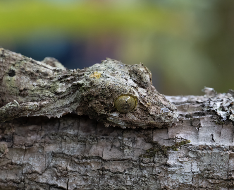 Mossy_Leaf-tailed_Gecko_24_Madagascar_013