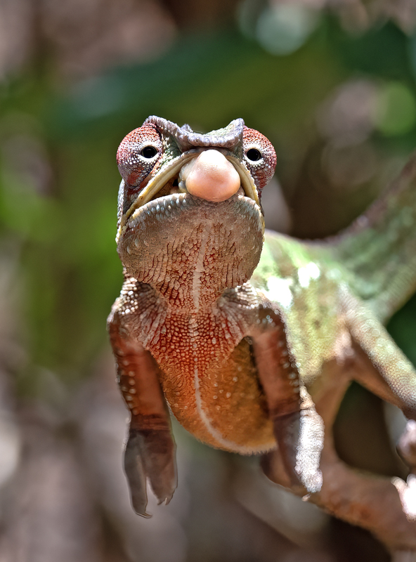 Panther_Chameleon_24_Madagascar_033