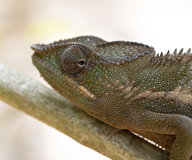 Panther_Chameleon_24_Madagascar_048