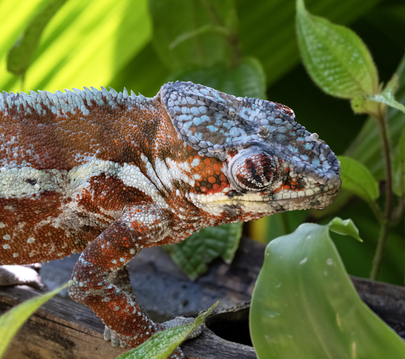 Panther_Chameleon_24_Madagascar_307