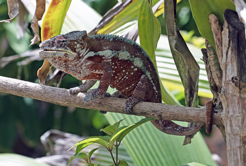 Panther_Chameleon_24_Madagascar_334