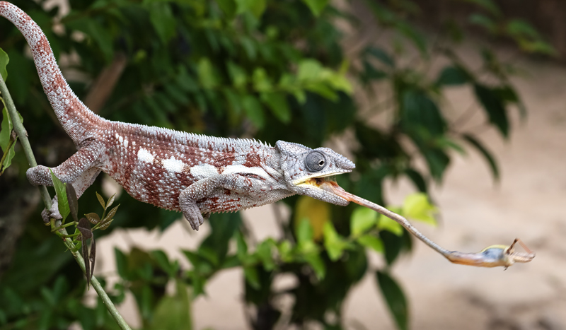Panther_Chameleon_24_Madagascar_348