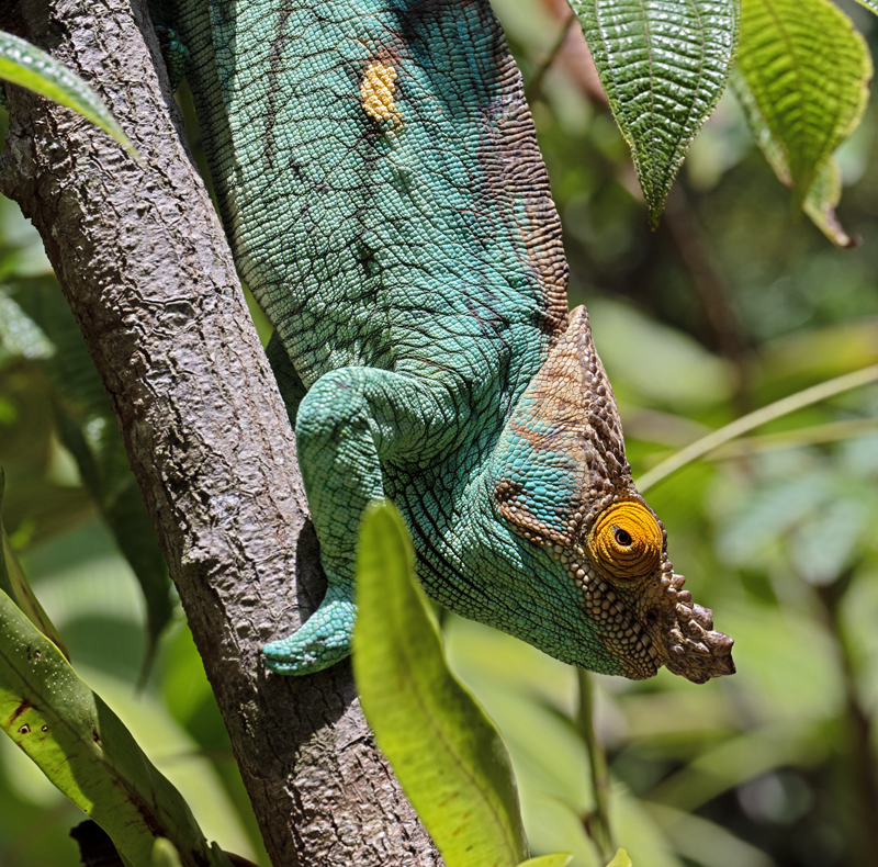 Parsons_Chameleon_24_Madagascar_027