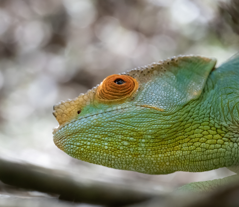 Parsons_Chameleon_24_Madagascar_059