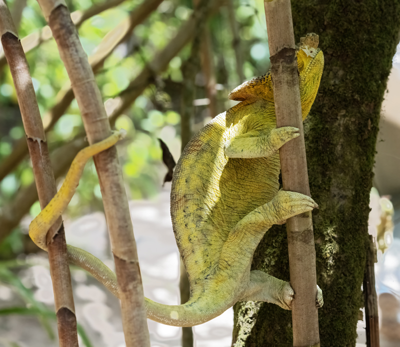 Parsons_Chameleon_24_Madagascar_103