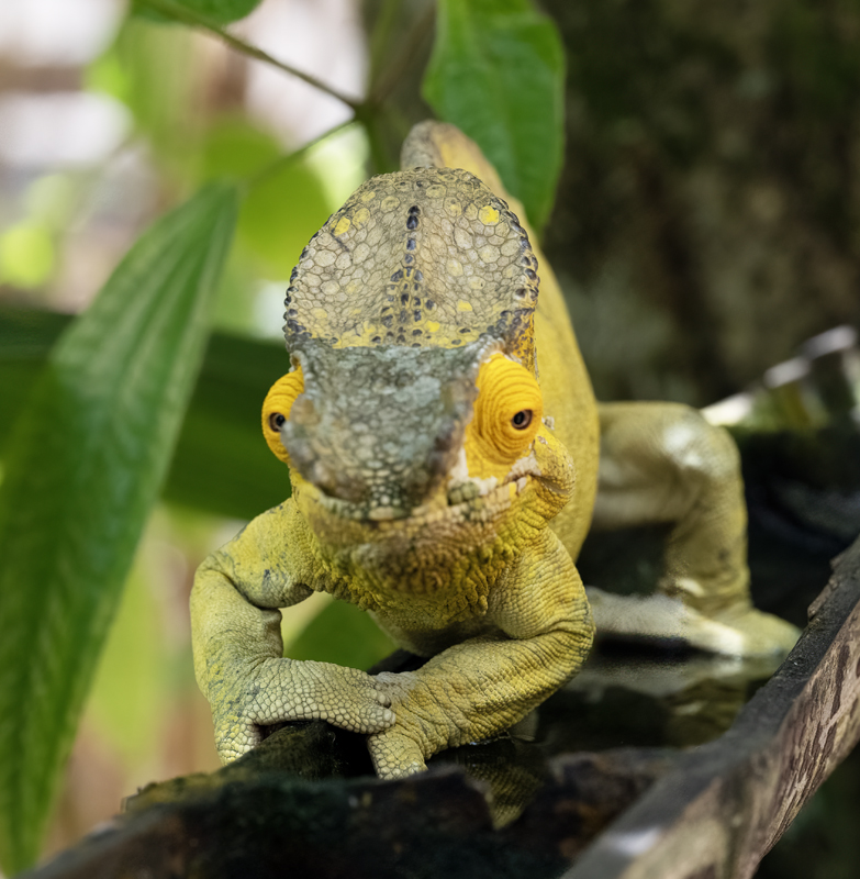 Parsons_Chameleon_24_Madagascar_120