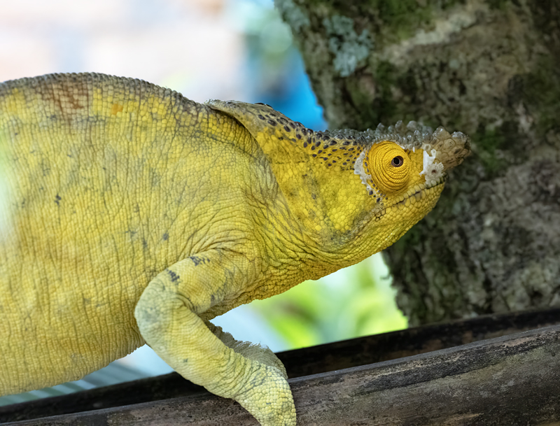 Parsons_Chameleon_24_Madagascar_145