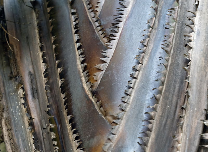 Plants_24_Madagascar_005