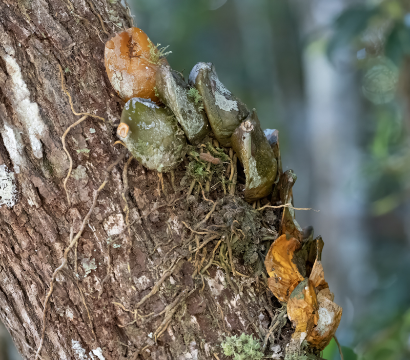 Plants_24_Madagascar_039
