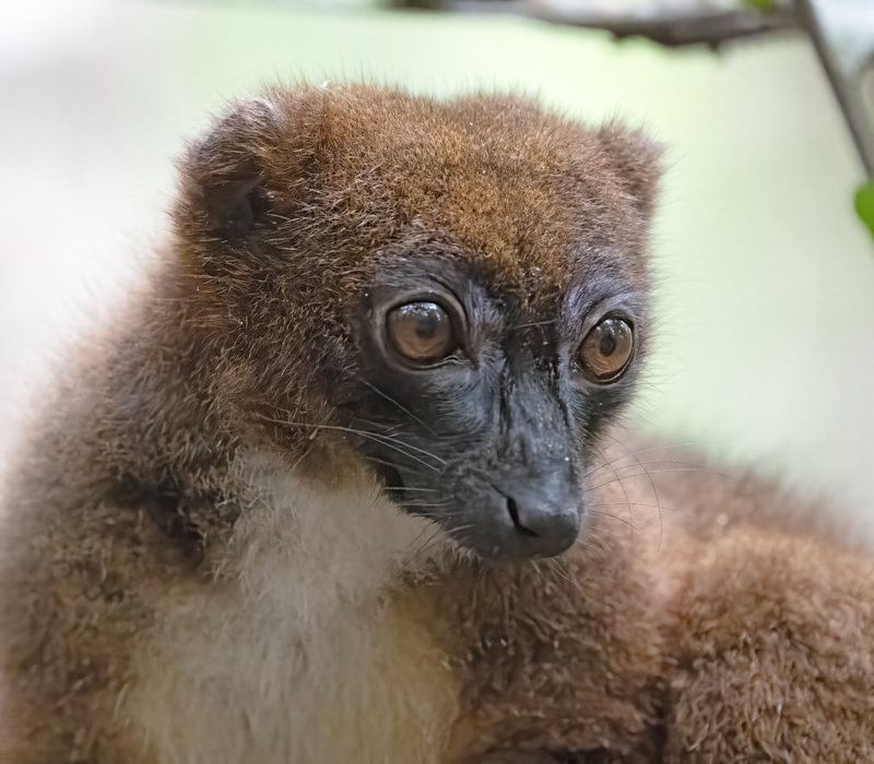 Red-bellied_Lemur_24_Madagascar_010