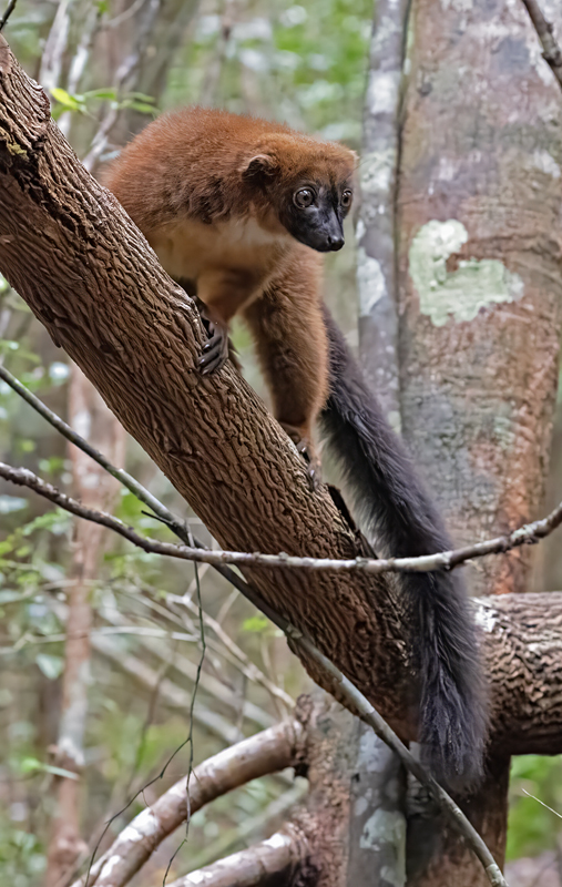Red-bellied_Lemur_24_Madagascar_013