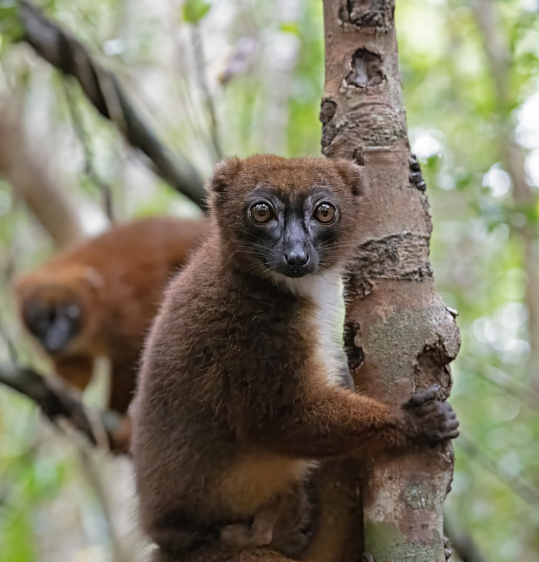 Red-bellied_Lemur_24_Madagascar_016