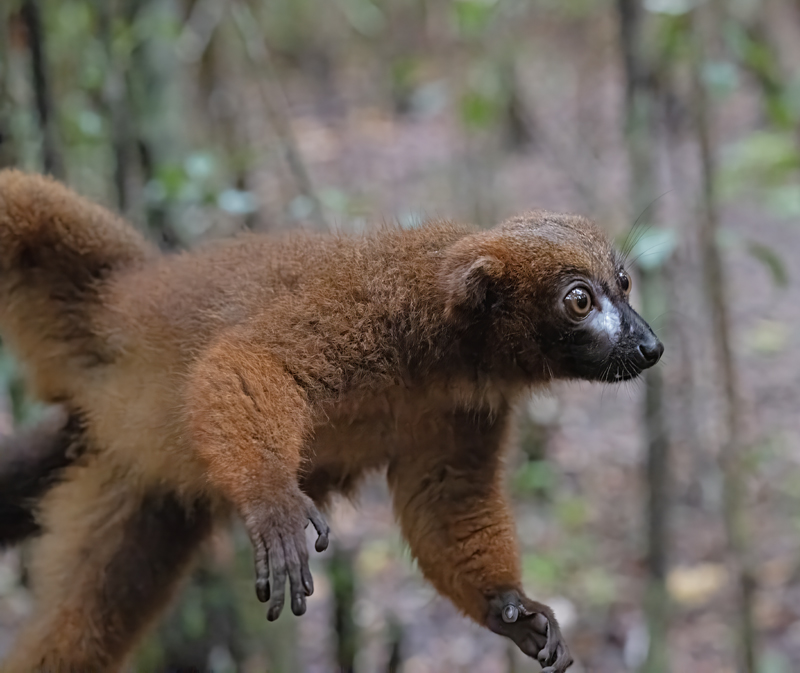 Red-bellied_Lemur_24_Madagascar_023