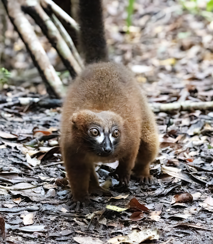 Red-bellied_Lemur_24_Madagascar_047