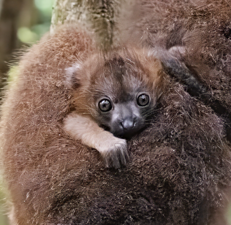 Red-bellied_Lemur_24_Madagascar_059