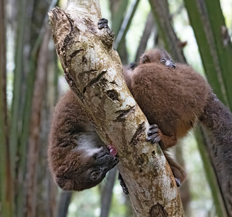 Red-bellied_Lemur_24_Madagascar_081