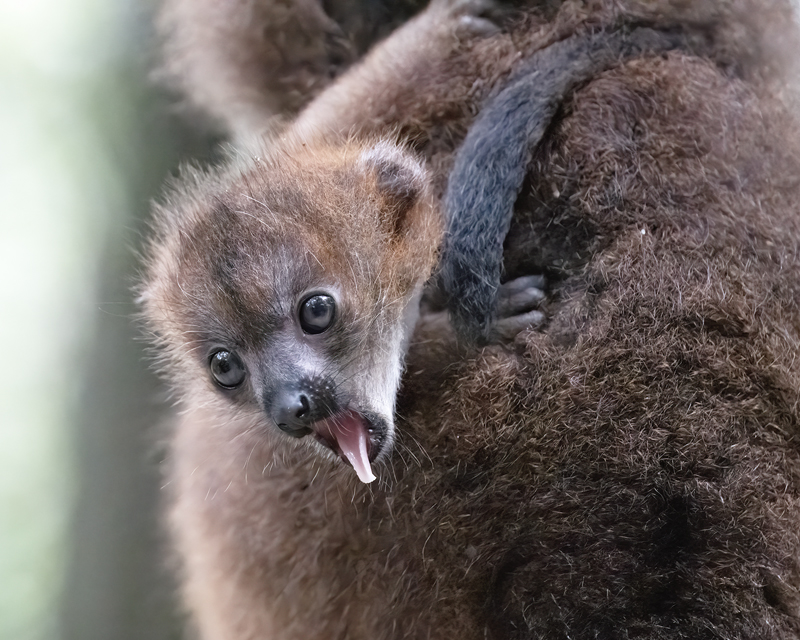 Red-bellied_Lemur_24_Madagascar_107
