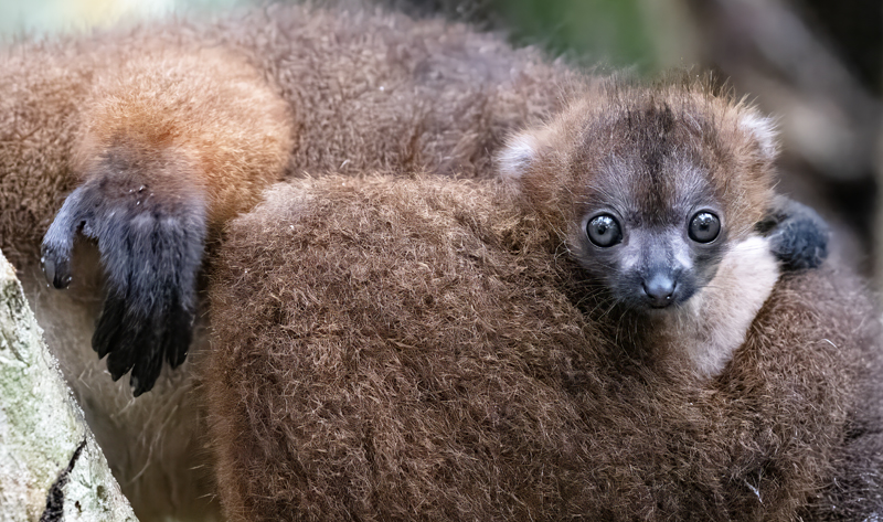 Red-bellied_Lemur_24_Madagascar_146