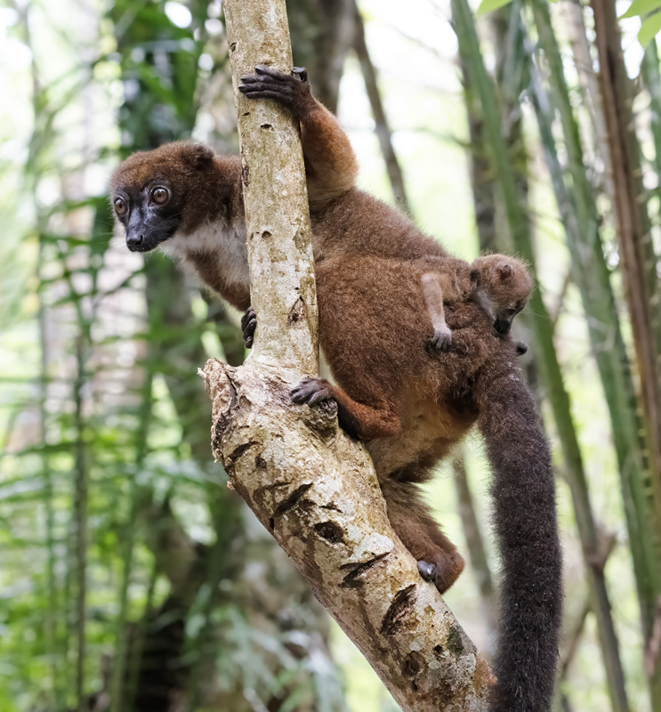 Red-bellied_Lemur_24_Madagascar_161