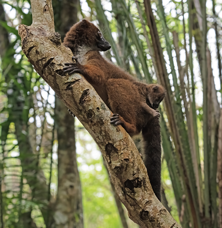 Red-bellied_Lemur_24_Madagascar_197