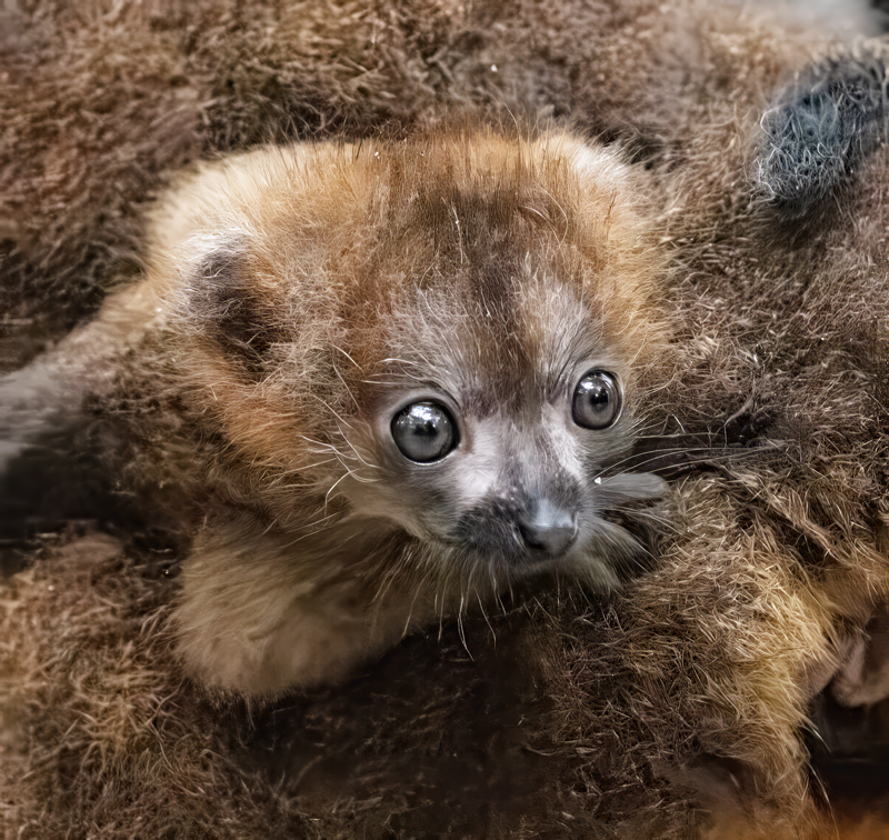 Red-bellied_Lemur_24_Madagascar_208