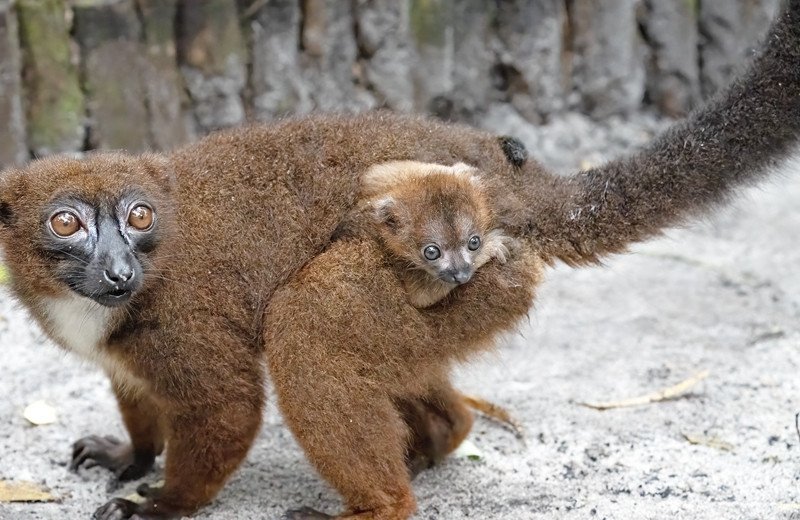 Red-bellied_Lemur_24_Madagascar_212