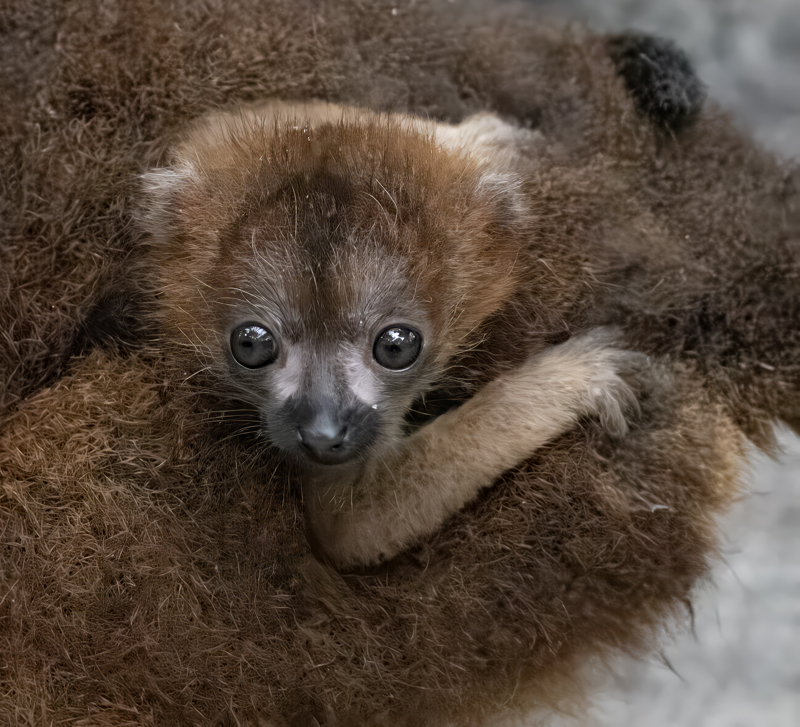 Red-bellied_Lemur_24_Madagascar_217