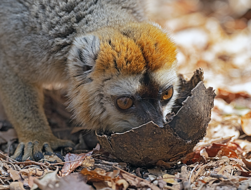 Red-fronted_Brown_Lemur_24_Madagascar_025