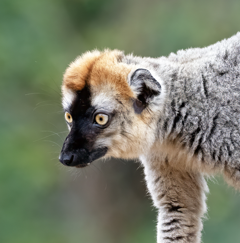 Red-fronted_Brown_Lemur_24_Madagascar_040