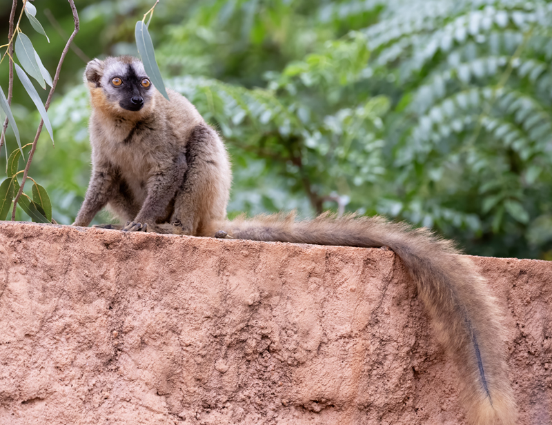 Red-fronted_Brown_Lemur_24_Madagascar_046