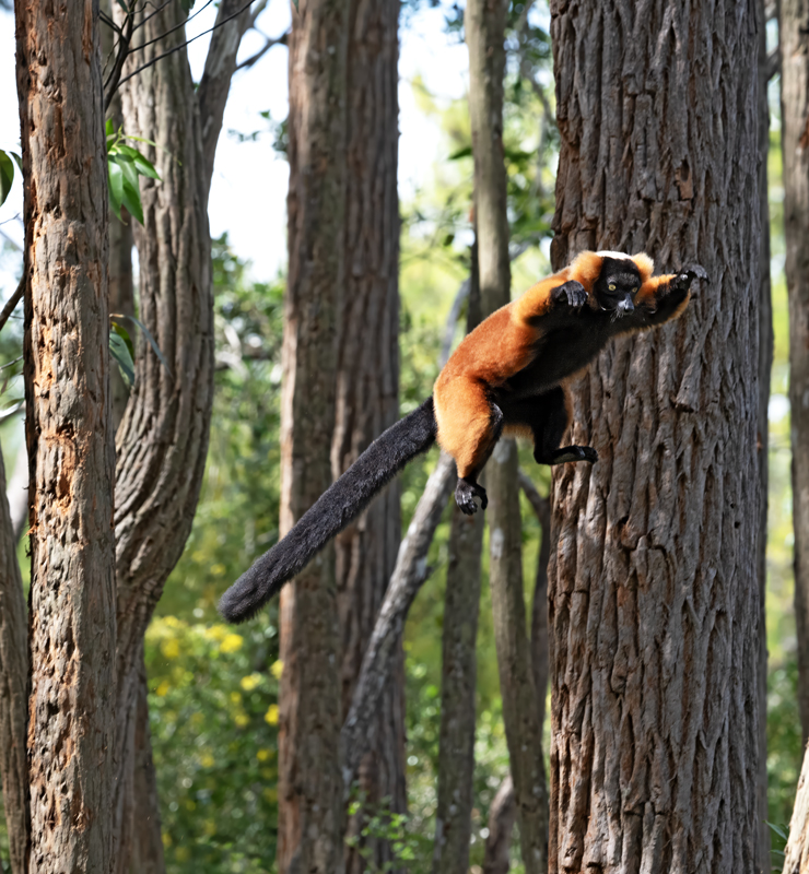 Red-ruffed_Lemur_24_Madagascar_001