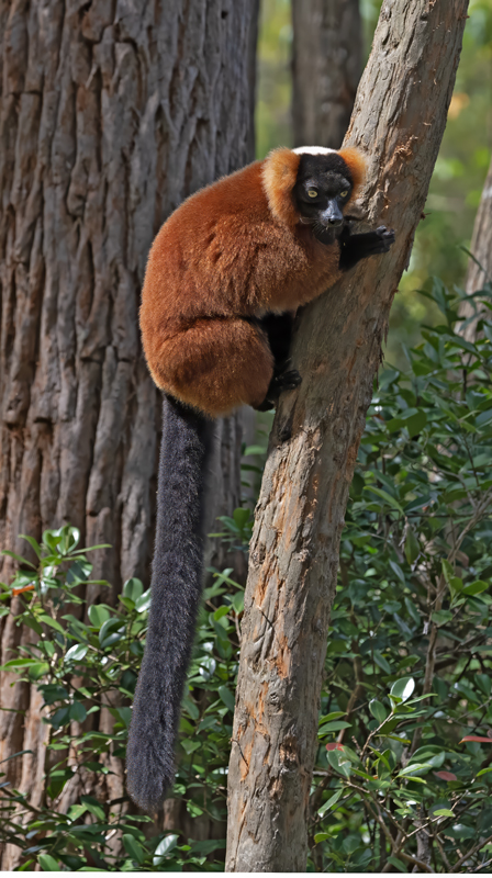 Red-ruffed_Lemur_24_Madagascar_020
