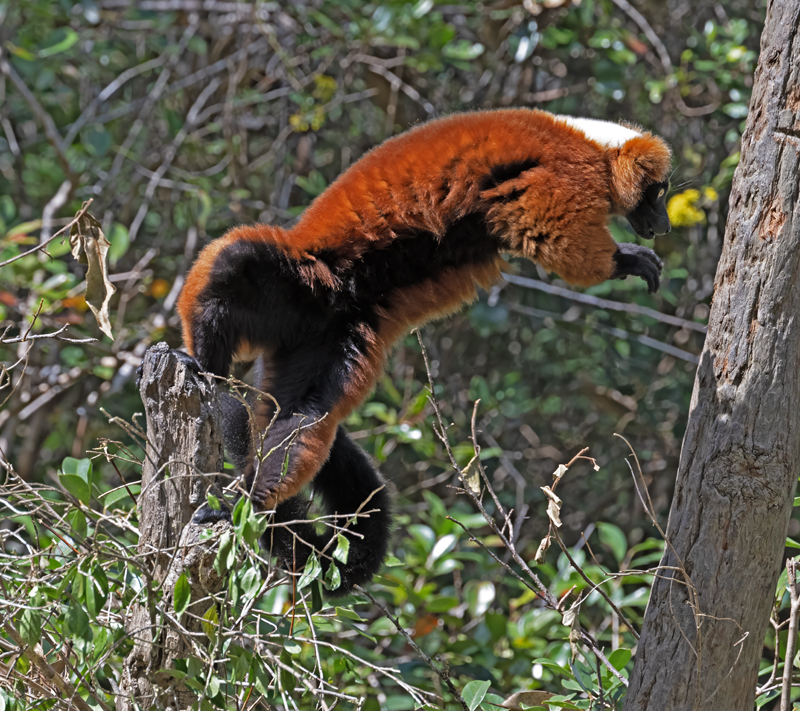 Red-ruffed_Lemur_24_Madagascar_051