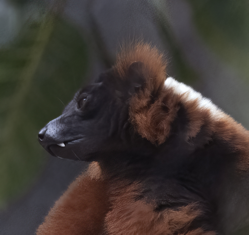 Red-ruffed_Lemur_25_San_Diego_Zoo_L_001