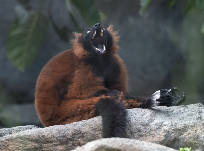 Red-ruffed_Lemur_25_San_Diego_Zoo_L_010