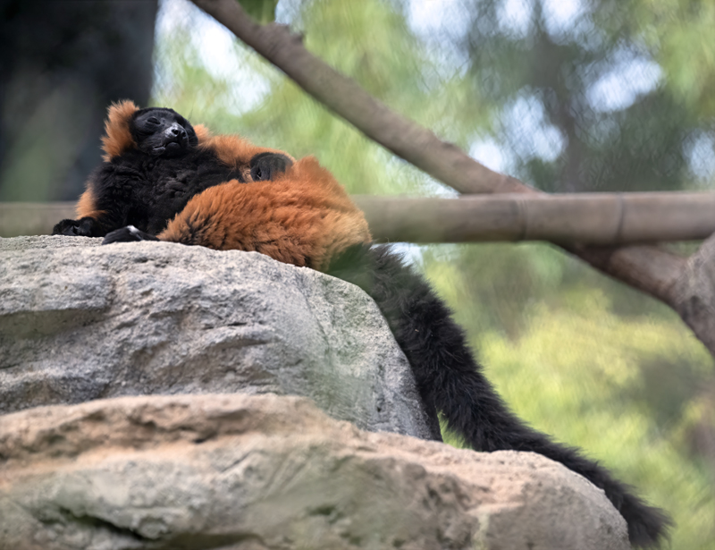 Red-ruffed_Lemur_25_San_Diego_Zoo_L_019