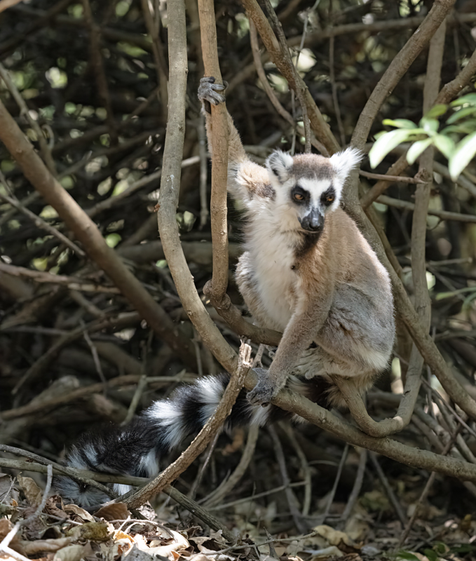 Ring-tailed_Lemur_24_Madagascar_047
