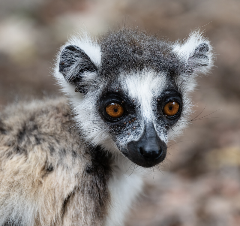 Ring-tailed_Lemur_24_Madagascar_092