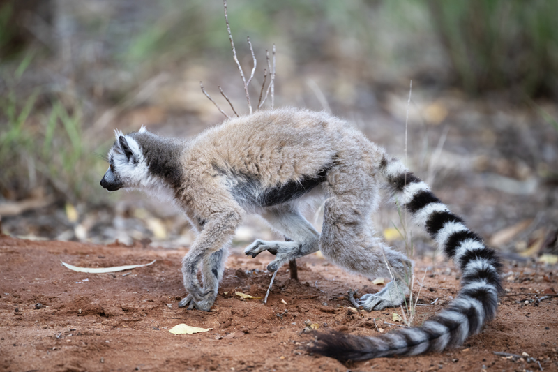 Ring-tailed_Lemur_24_Madagascar_167