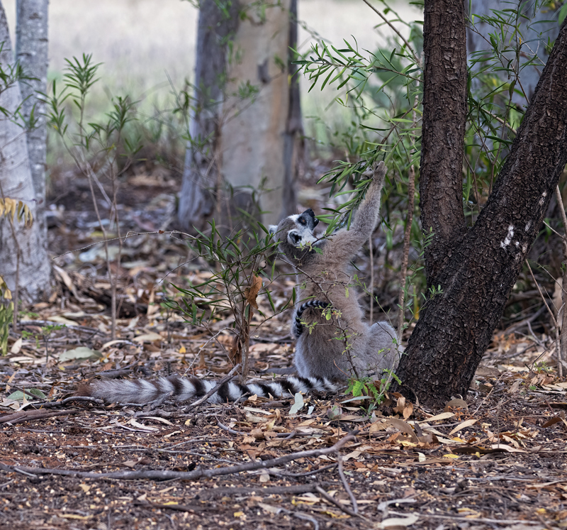 Ring-tailed_Lemur_24_Madagascar_170